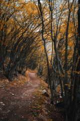 Mystical path into the forest