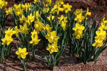 Obraz premium beautiful flowers in nature in the botanical garden