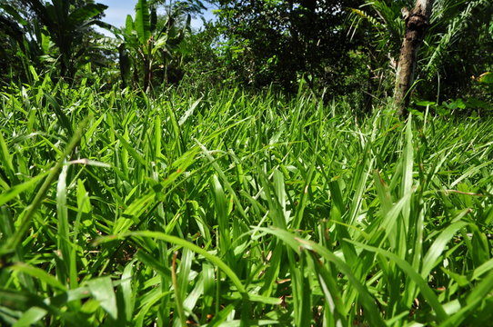 Green grass is used as a background image.
