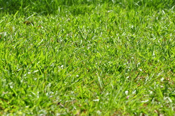 Green grass is used as a background image.