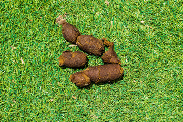 animal shit on a back yard synthetic green grass meadow textured background wallpaper pattern picture with empty copy space for text 