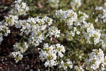 beautiful flowers in nature in the botanical garden