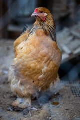 Chicken closeup on the farm.