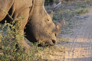 portrait d'un rhinocéros