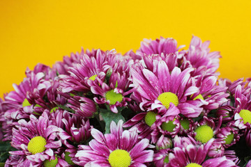 Blooming pink Chrysanthemum flowers on yellow wall background