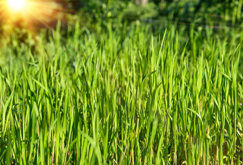fresh green grass with long leaves in the park
