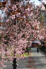 Cherry blossom Sakura. Parque del Retiro, Madrid, Spain. 