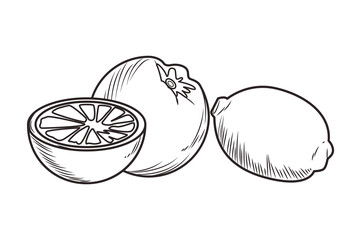 Fresh fruit nutrition healthy black and white hand drawn