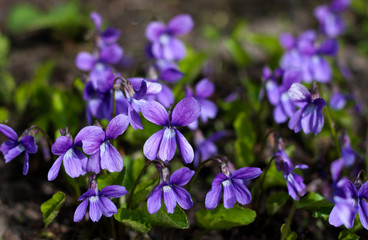 beautiful flowers in nature in the botanical garden