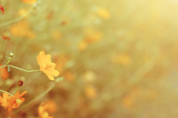 Blooming sulfur cosmos flowers field