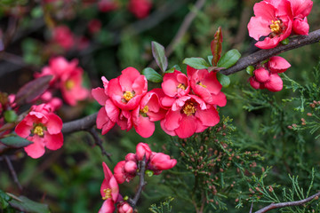 beautiful flowers in nature in the botanical garden
