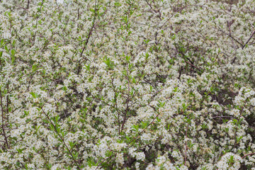 Flowers of the cherry blossoms