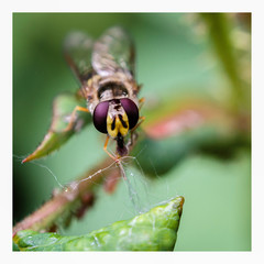 Macro-PHOTO-JARDIN-2019-VERSPEEK-PHILIPPE