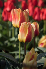 spring flowers in a Dutch garden