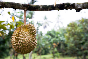 The durian fruit has sharp spines that are not ready to eat. The light green color is on the durian...