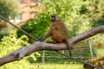 Obraz premium Paviane sitz auf einem Ast