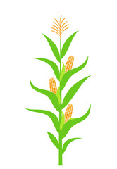 Corn stalk. Isolated corn on white background
