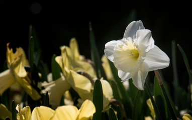 Naklejka na ściany i meble spring flowers in a Dutch garden
