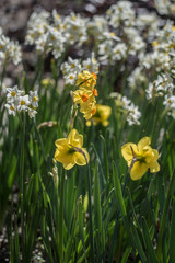 spring flowers in a Dutch garden