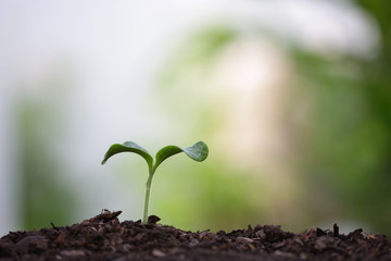 Young green sapling planting with water drop dew