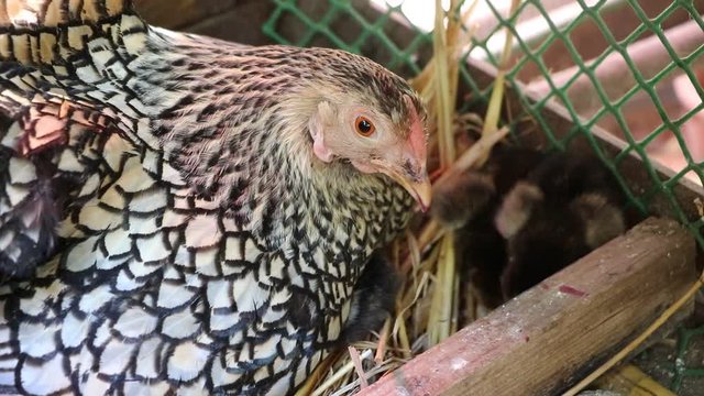 Chicks of American Wyandots