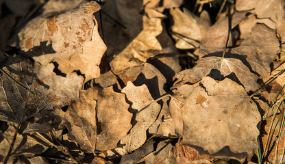 Swedish spring leafs, harvest and spring concept