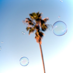 Soap bubbles in front of a palm tree in California