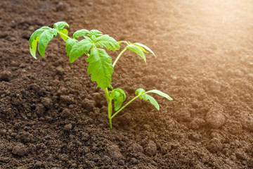 Smart farming with IoT, futuristic agriculture concept, cultivating ecological agricultural using innovative technologies