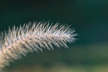 Obraz premium Dew covered grass seed head