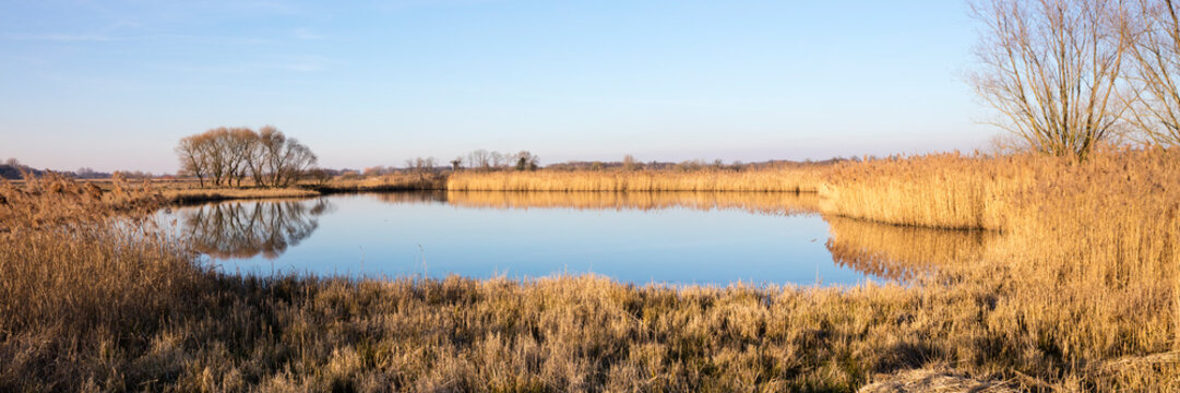 Gew&auml;sser mit spiegelndem Baum und trockenem Schilf, Rieselfeldern, M&uuml;nster, M&uuml;nsterland, Nordrhein-Westfalen, Deutschland, Europa