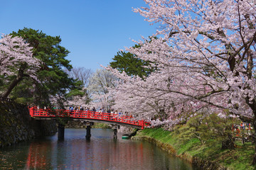 hirosaki park cherry blossoms in japan 弘前公園の桜 青森県弘前市