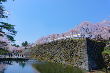 Obraz premium hirosaki park cherry blossoms in japan 弘前公園の桜 青森県弘前市
