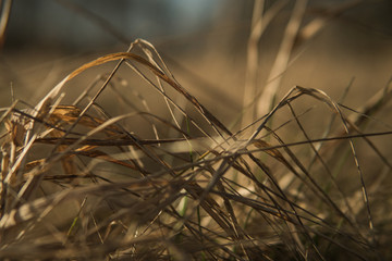 Meadow in the Swedish spring time