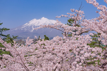 hirosaki park cherry blossoms in japan 弘前公園の桜 青森県弘前市