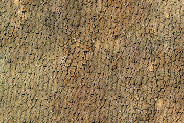 The bark of a tree, the structure of the hardwood surface.