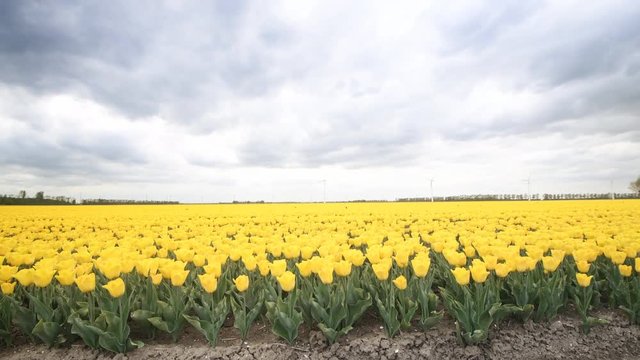 Yellow tulips growing in a field during springtime in Holland time lapse clip with clouds moving fast over the field and wind turbines in the background.