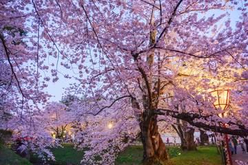hirosaki park cherry blossoms in japan 弘前公園の桜 青森県弘前市