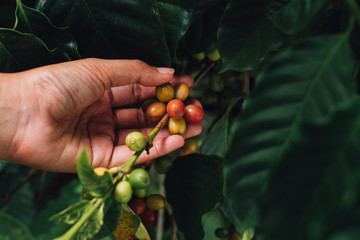 Coffee tree arabica coffee berries with agriculturist hand