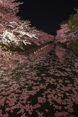 hirosaki park night cherry blossoms 弘前公園の夜桜ライトアップ