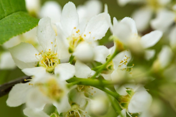Beautiful, fragrant, white flowers of the bird chert (Prunus padus, hackberry, hagberry, or Mayday tree), with a blurred background of greens, on a spring day. Macro.
