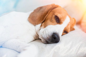 Beagle dog close up on a carpet falling asleep. Edited photo with light leaks
