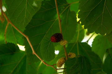 raspberry on branch