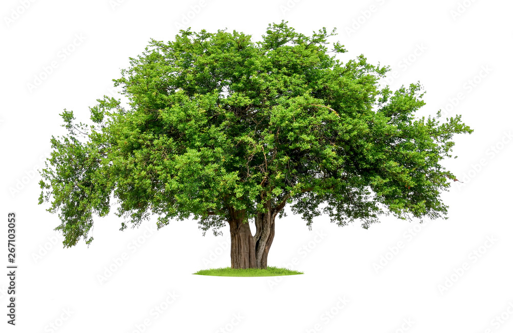Poster single tree with clipping path