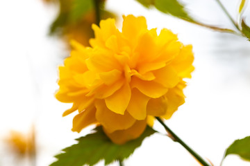 Kerria beautiful shrub with yellow flowers in spring