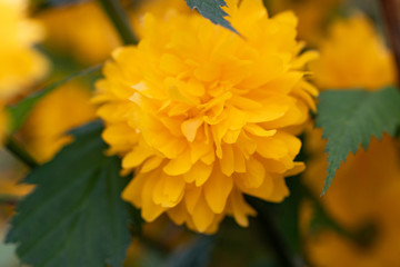 Kerria beautiful shrub with yellow flowers in spring