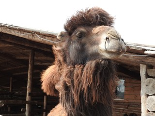 Camel on a farm in the nomad ethnic Park of the Moscow region, a clear day.