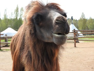 Obraz premium Camel on a farm in the nomad ethnic Park of the Moscow region, a clear day.