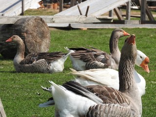 Geese in the grass. Domestic bird. Flock of geese. White geese.