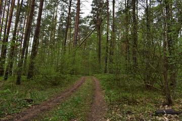 Fototapeta premium Лесная дорога