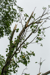 Tornado damage debris spring storm 